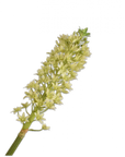 Fleur artificielle Branche d'Eucomis Verte | 106 cm