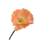 Artificial Poppy Flower Stem Orange | 63 cm