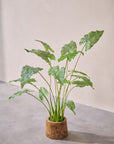 Kunstplant Alocasia Groen | 109 cm