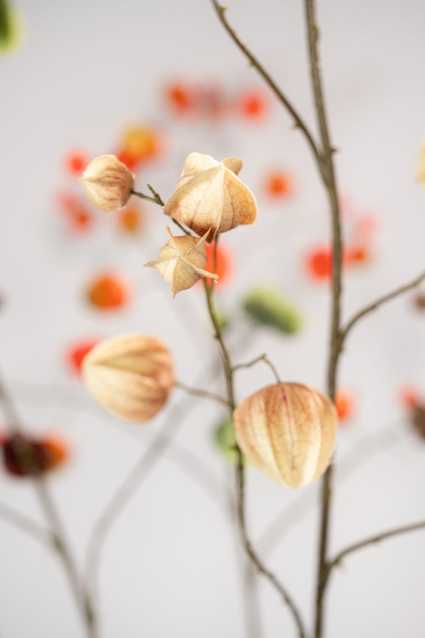 Kunstbloem Physalis Tak Lichtbruin | 125 cm