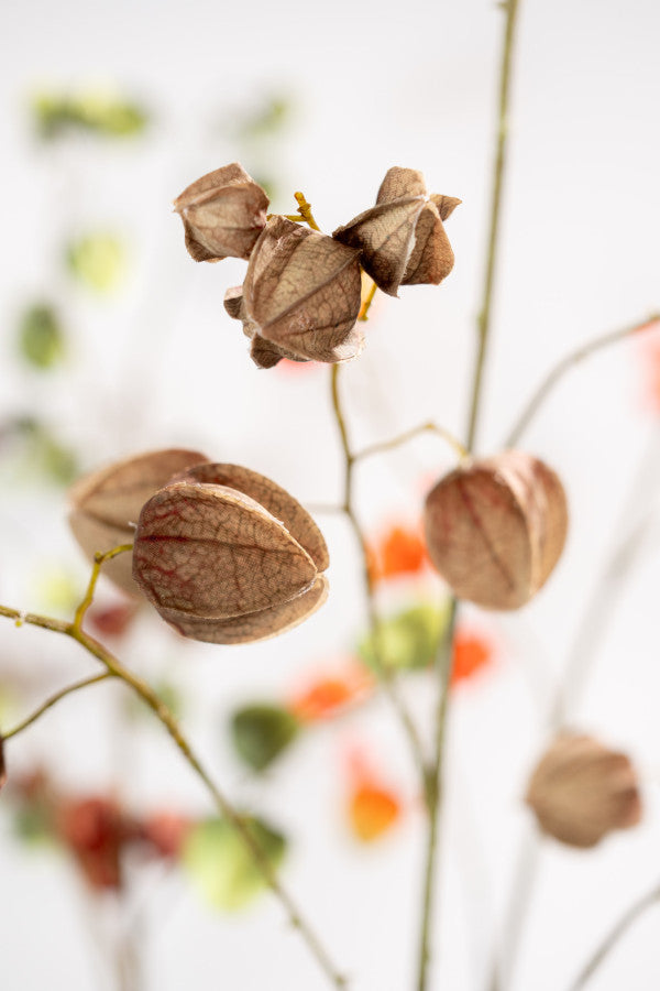 Kunstbloem Physalis Tak Donkerbruin | 125 cm