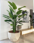 DOMANI pot BILBAO | Natural White - NU PUUR & GROEN