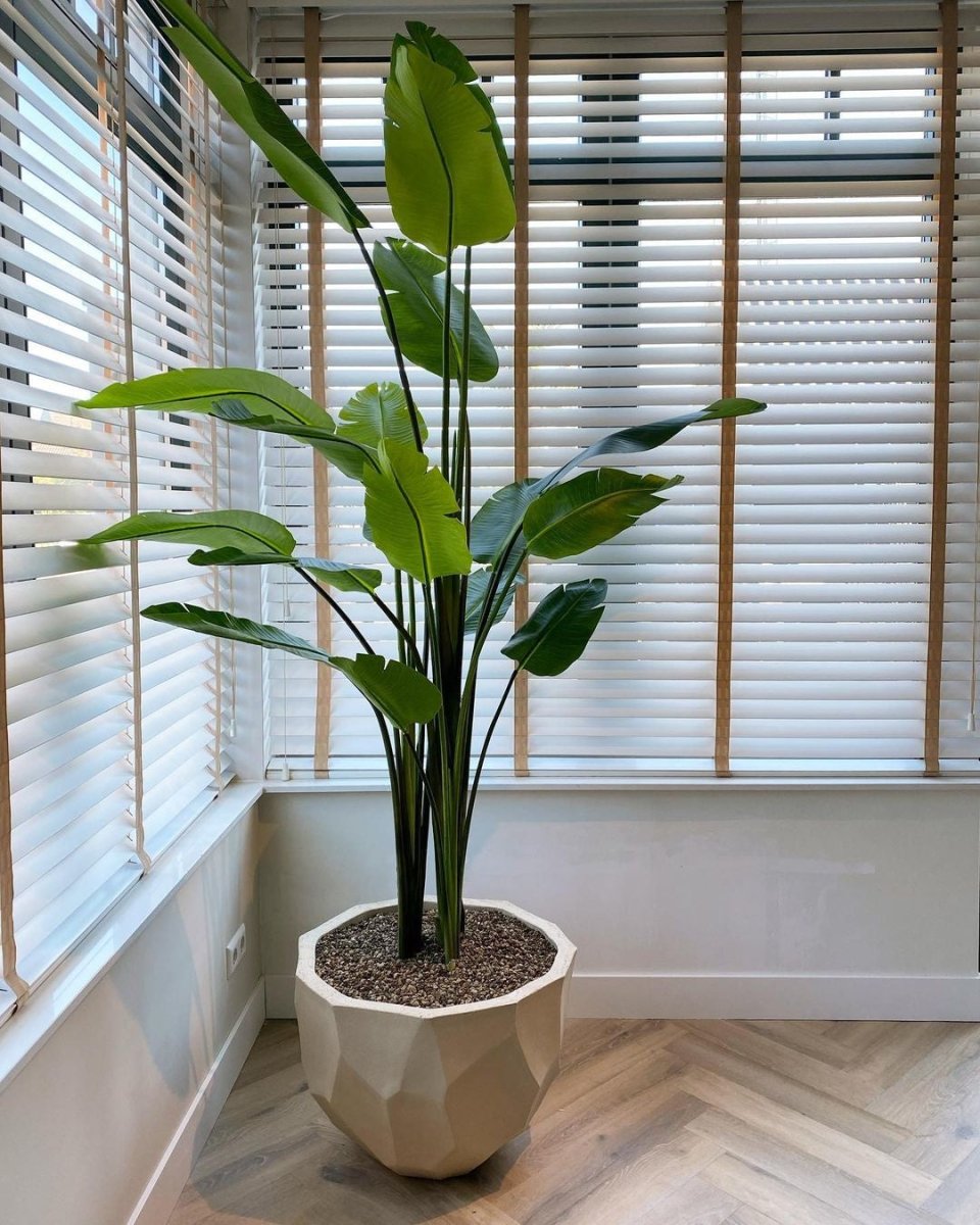 DOMANI pot BILBAO | Natural White - NU PUUR & GROEN