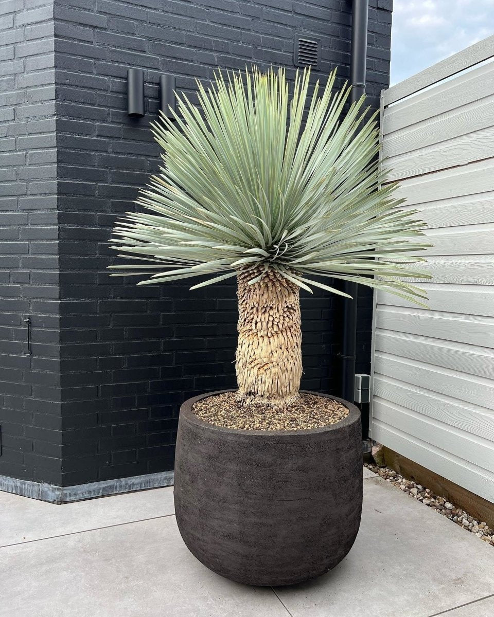 DOMANI pot "GRAZ" | Natural Black - NU PUUR & GROEN