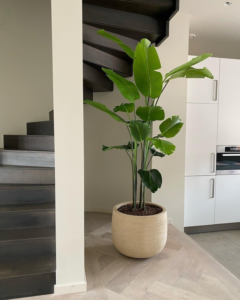 DOMANI pot "GRAZ" | Natural White - NU PUUR & GROEN