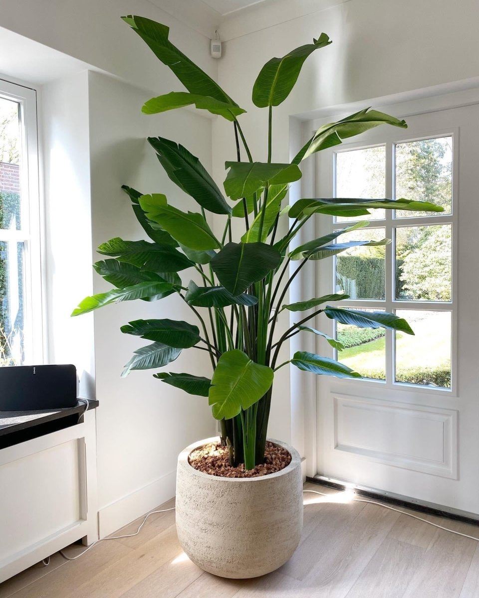 DOMANI pot "GRAZ" | Natural White - NU PUUR & GROEN