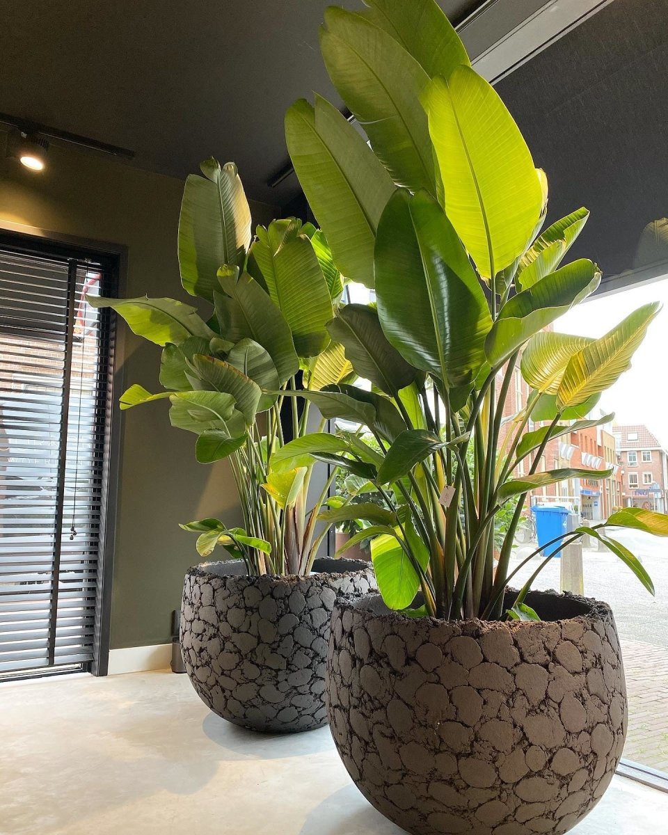 DOMANI pot LAVA | Natural Black - NU PUUR & GROEN