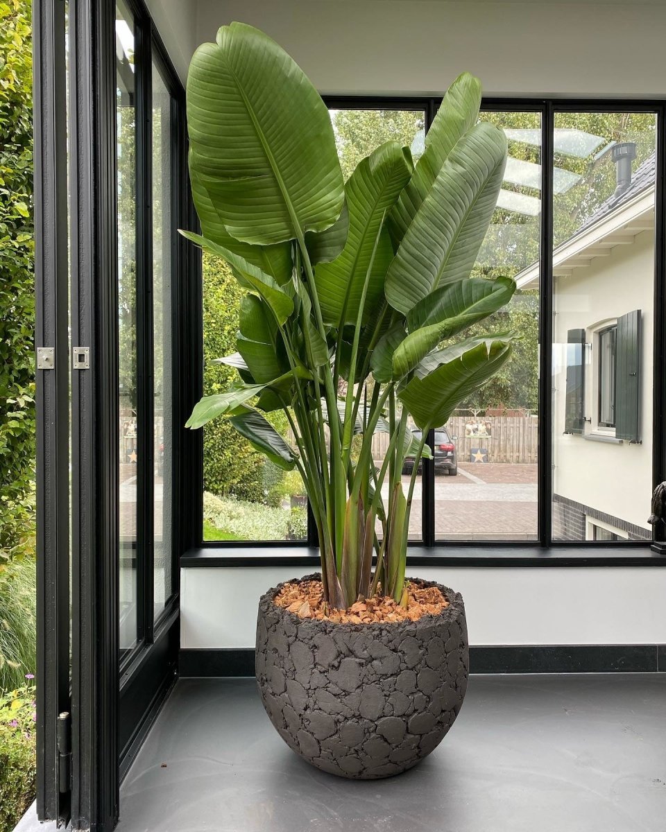 DOMANI pot LAVA | Natural Black - NU PUUR & GROEN