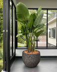 DOMANI pot LAVA | Natural Black - NU PUUR & GROEN