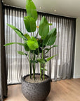 DOMANI pot LAVA | Natural Black - NU PUUR & GROEN