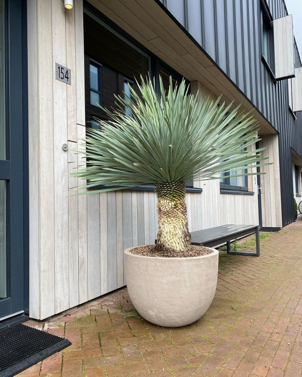 DOMANI pot "TEXEL" | Natural Grey - NU PUUR & GROEN
