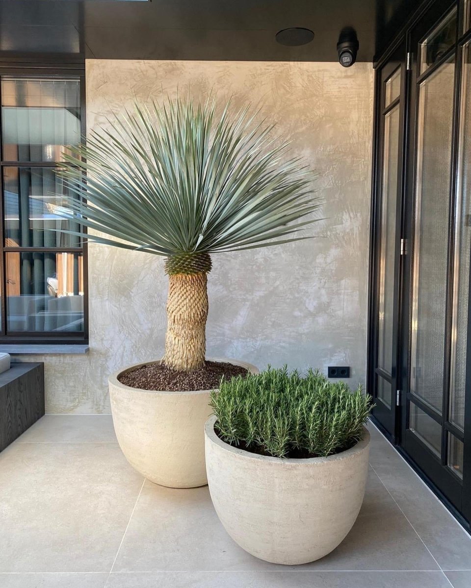 DOMANI pot "TEXEL" | Natural White - NU PUUR & GROEN