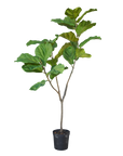 Kunstpflanze Ficus Grün | 151 cm