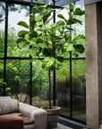 Kunstplant Ficus Groen | 254 cm