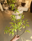Kunstbloem Schefflera Tak Groen | 117 cm