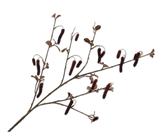 Kunstbloem Alnus Tak Bordeaux | 113 cm