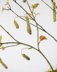 Kunstbloem Alnus Tak Groen | 113 cm - NU PUUR & GROEN