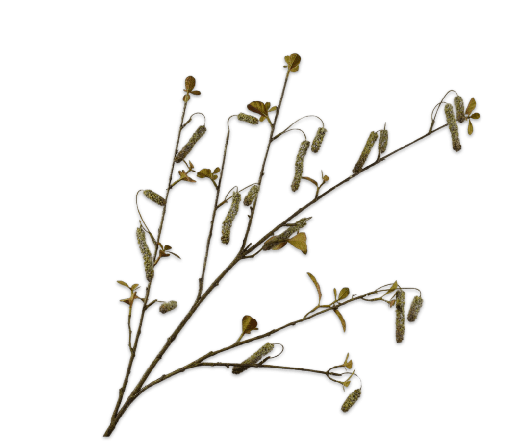 Kunstbloem Alnus Tak Groen | 113 cm - NU PUUR &amp; GROEN