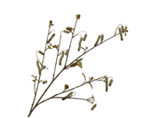 Kunstblume Erlenzweig Grün | 113 cm