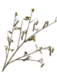 Kunstbloem Alnus Tak Groen | 113 cm - NU PUUR & GROEN