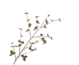 Kunstbloem Bladtak Bruin LT | 163 cm
