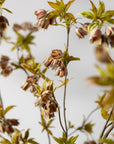 Kunstbloem Campanula Tak Groen/Bruin | 112 cm - NU PUUR & GROEN