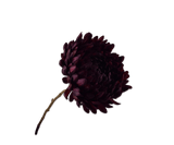 Kunstblume Chrysanthemen-Zweig Bordeaux | 76 cm
