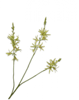 Kunstbloem Crocosmia Tak Groen | 95 cm - NU PUUR & GROEN