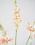 Kunstbloem Crocosmia Tak Roze/Groen | 117 cm - NU PUUR & GROEN