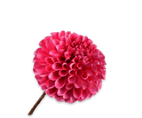 Kunstbloem Dahlia Steel Fuchsia | 64 cm