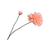 Kunstbloem Dahlia Tak Crème / Roze Real Touch | 102 cm