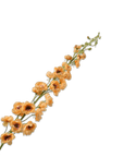 Kunstbloem Delphinium Steel Oranje | 127 cm - NU PUUR & GROEN