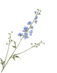 Kunstbloem Delphinium Tak Blauw | 101 cm - NU PUUR & GROEN