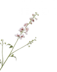 Kunstbloem Delphinium Tak Crème/Roze | 101 cm - NU PUUR & GROEN