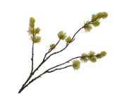 Kunstblume Der Zweig Gelb/Grün | 77 cm
