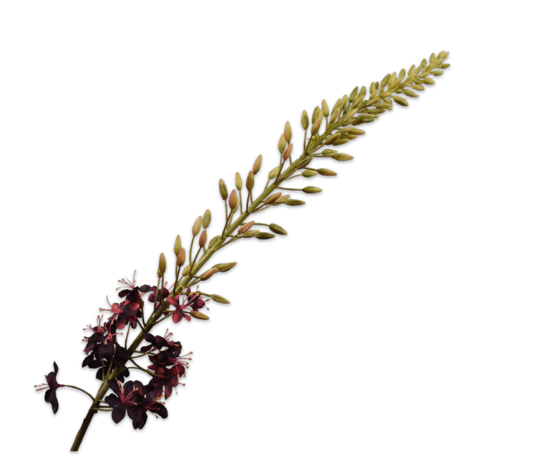 Kunstbloem Eremurus Steel Bordeaux | 107 cm - NU PUUR &amp; GROEN