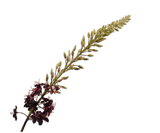 Kunstblume Eremurus Stiel Bordeaux | 107 cm