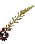 Kunstbloem Eremurus Steel Bordeaux | 107 cm - NU PUUR & GROEN