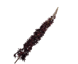 Kunstblume Eremurus Stiel Bordeaux | 109 cm