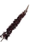 Kunstbloem Eremurus Steel Bordeaux | 109 cm - NU PUUR & GROEN