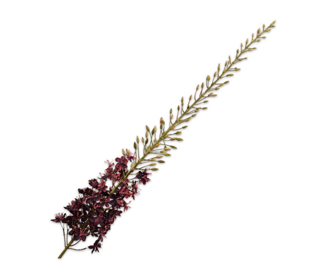Kunstbloem Eremurus Steel Bordeaux | 149 cm - NU PUUR &amp; GROEN