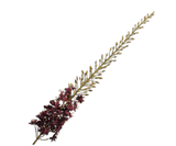Kunstbloem Eremurus Steel Bordeaux | 149 cm