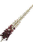 Kunstbloem Eremurus Steel Bordeaux | 149 cm - NU PUUR & GROEN