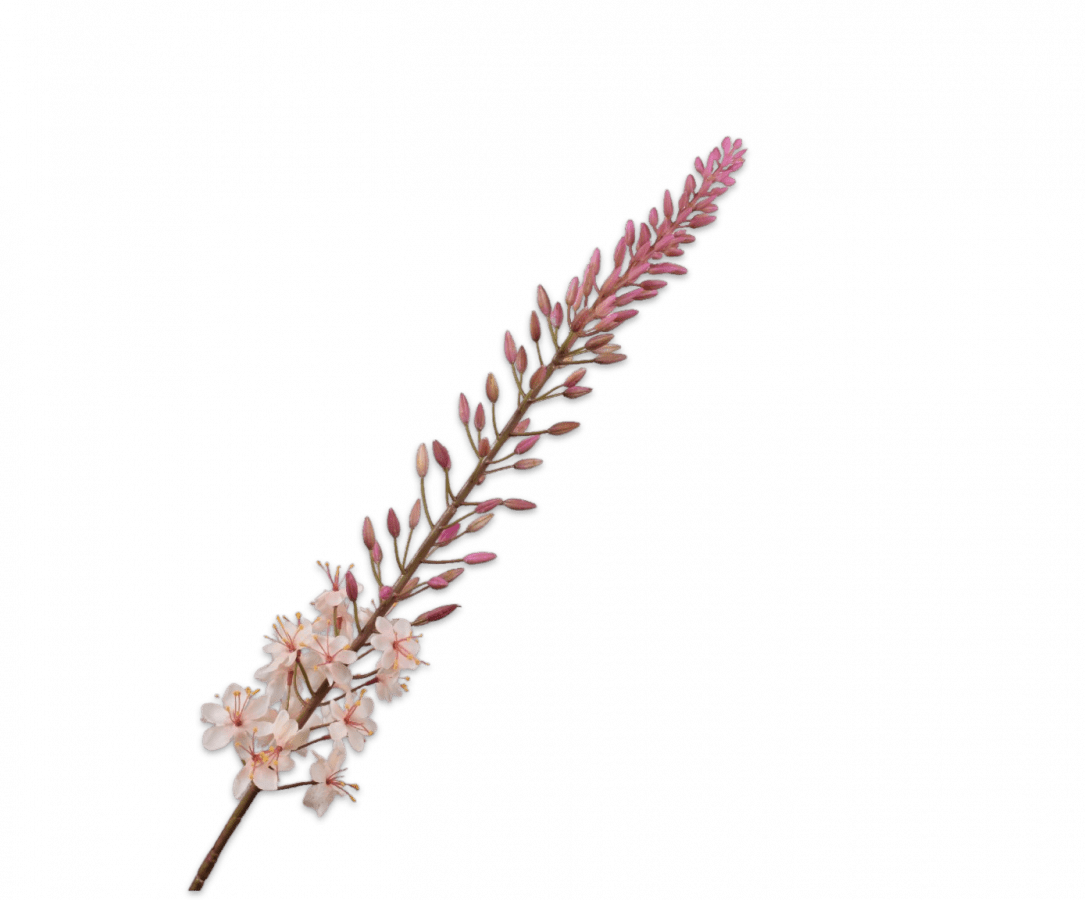 Kunstbloem Eremurus Steel Creme | 107 cm - NU PUUR & GROEN
