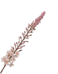 Kunstbloem Eremurus Steel Creme | 107 cm - NU PUUR & GROEN