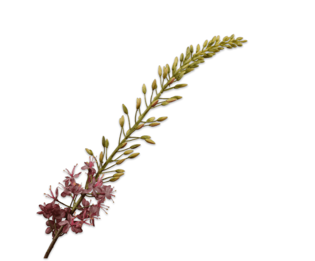 Kunstbloem Eremurus Steel Paars/Bordeaux | 107 cm - NU PUUR &amp; GROEN