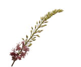 Kunstblume Eremurus Stiel Lila/Bordeaux | 107 cm