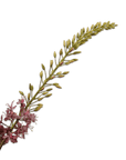 Kunstbloem Eremurus Steel Paars/Bordeaux | 107 cm - NU PUUR & GROEN