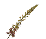 Kunstblume Eremurus Stiel Lila/Grün | 107 cm
