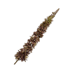 Kunstblume Eremurus Stiel Violett/Grün | 109 cm